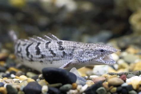 How To Best Care For A Senegal Bichir: Diet, Size, and .